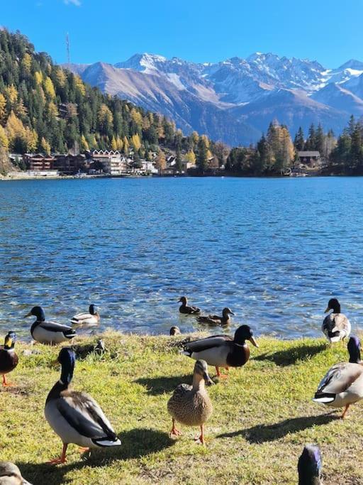 Superbe Appartement Champex-Lac Avec Piscine Et Sauna Bagian luar foto