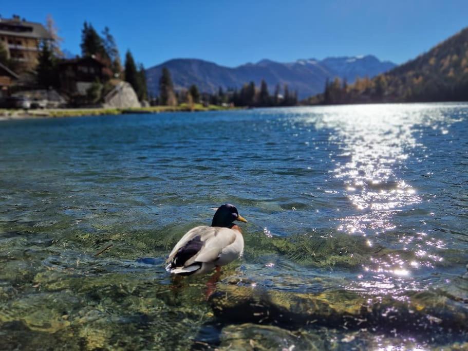 Superbe Appartement Champex-Lac Avec Piscine Et Sauna Bagian luar foto